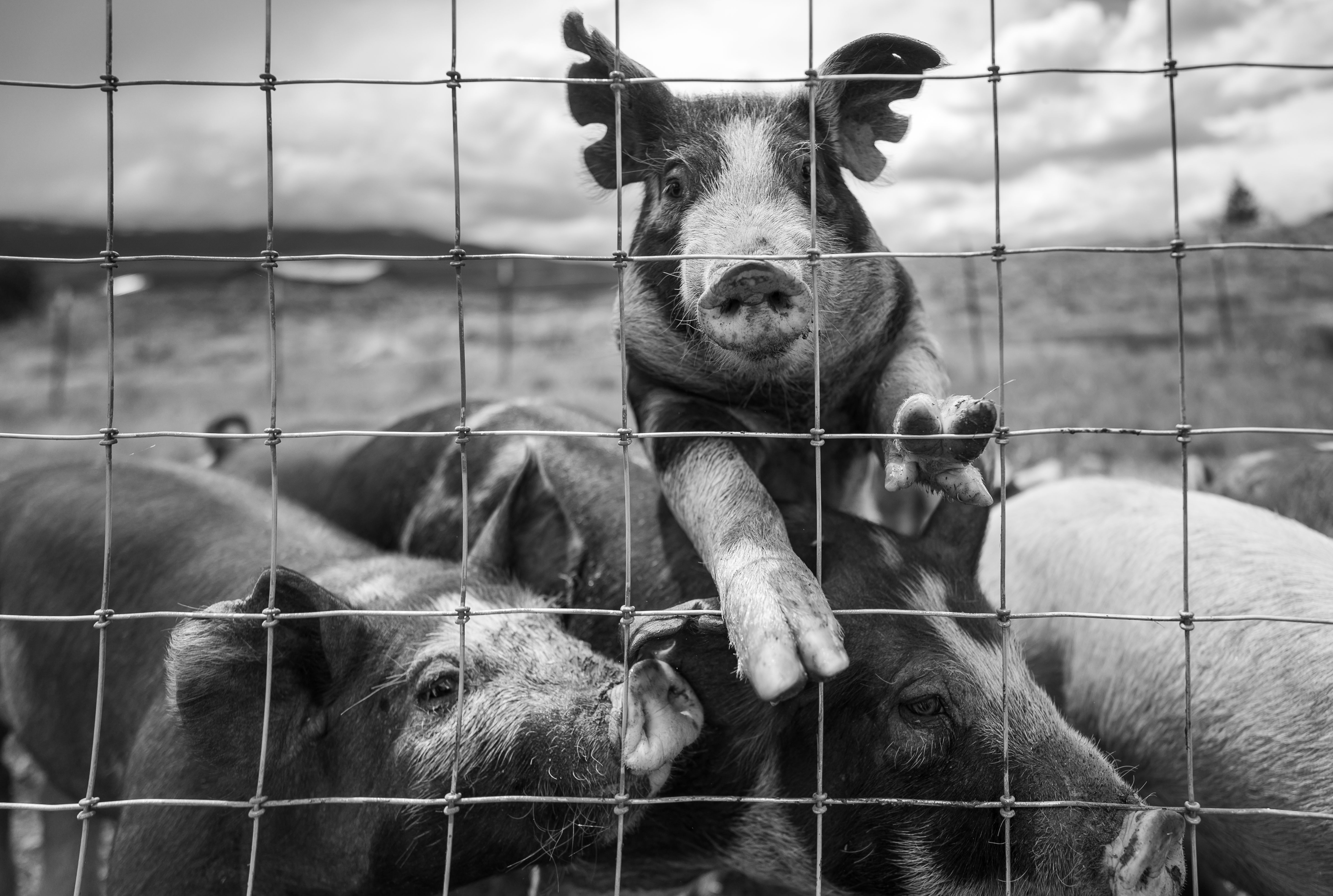 Cattle and pigs ready for bulk order