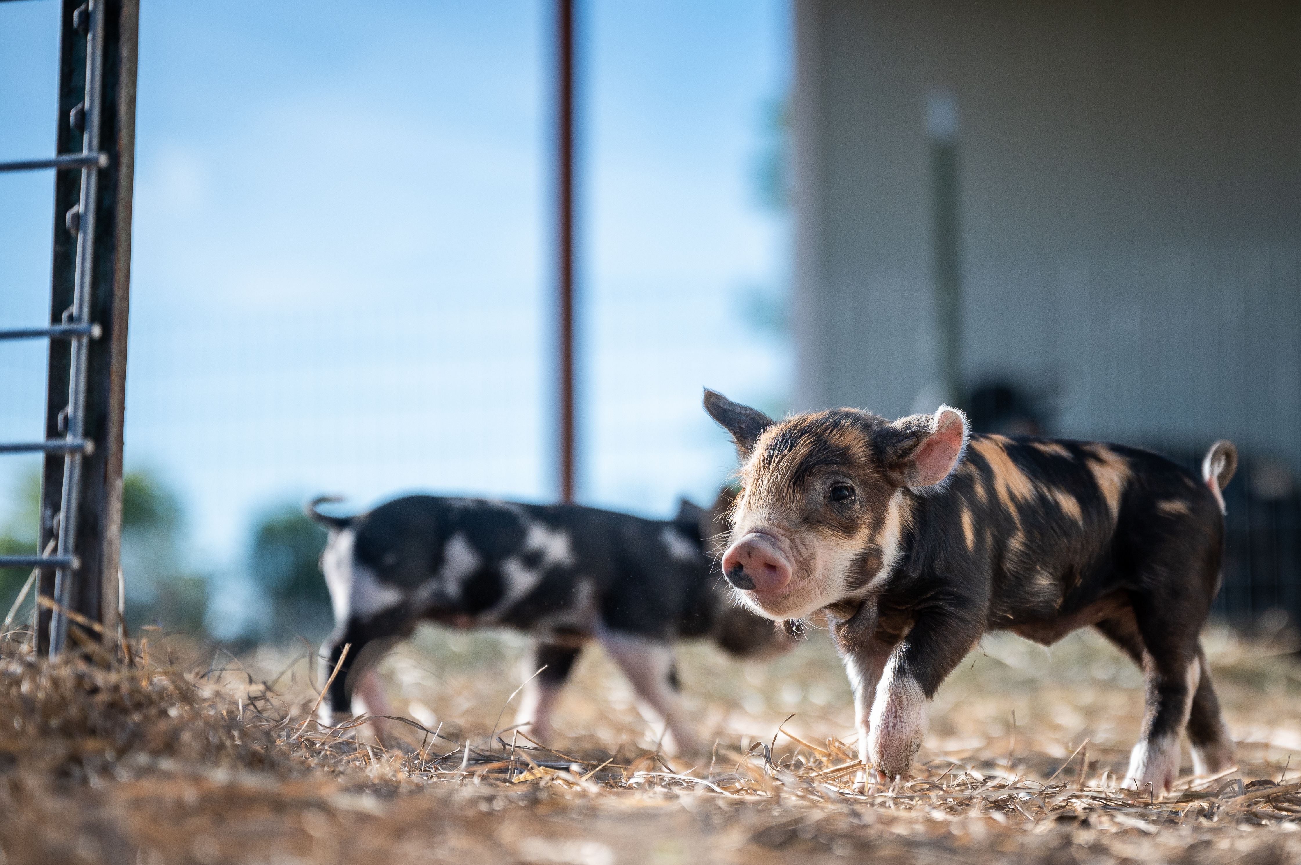 Pigs available for bulk order