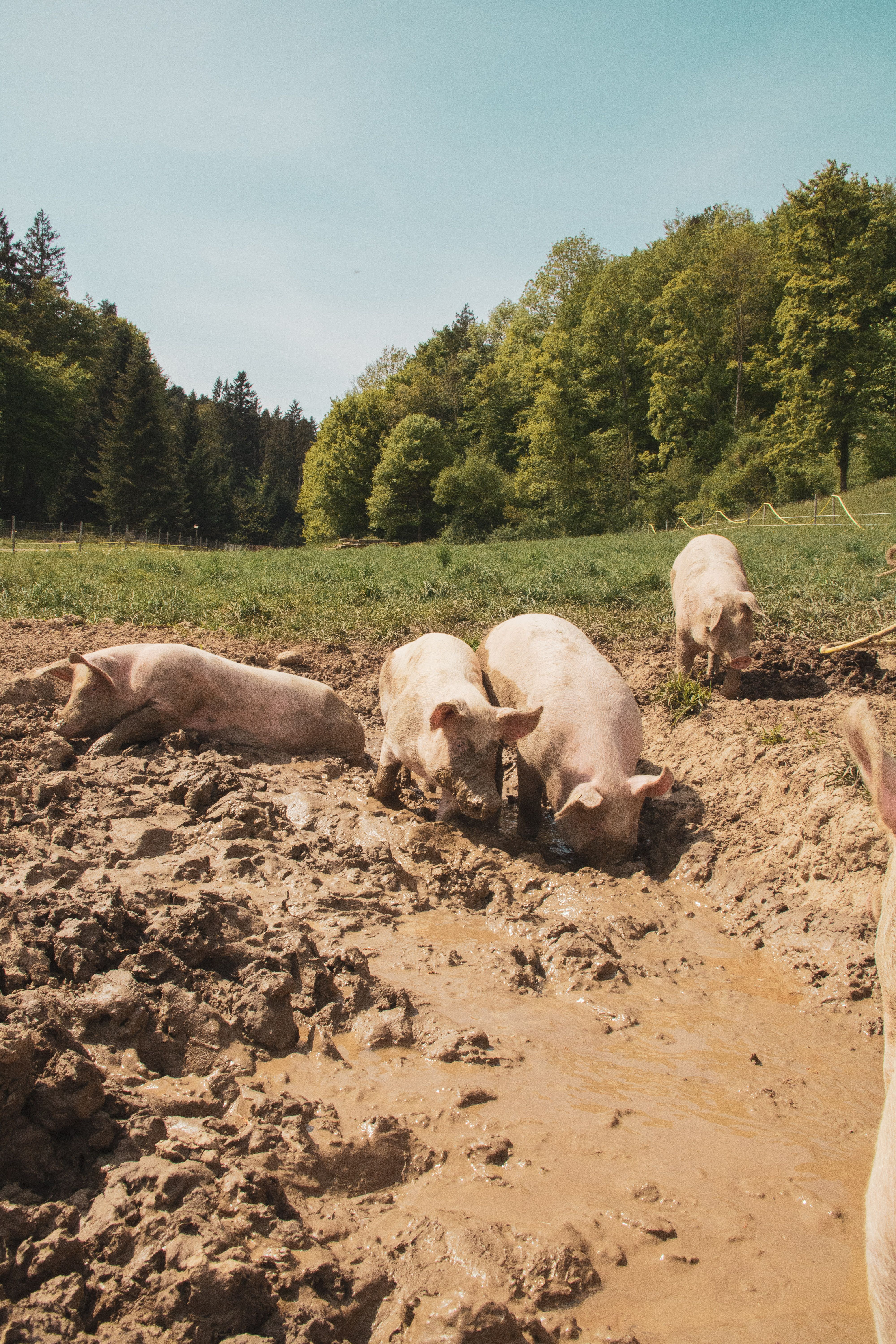 Piggery breed detail shot