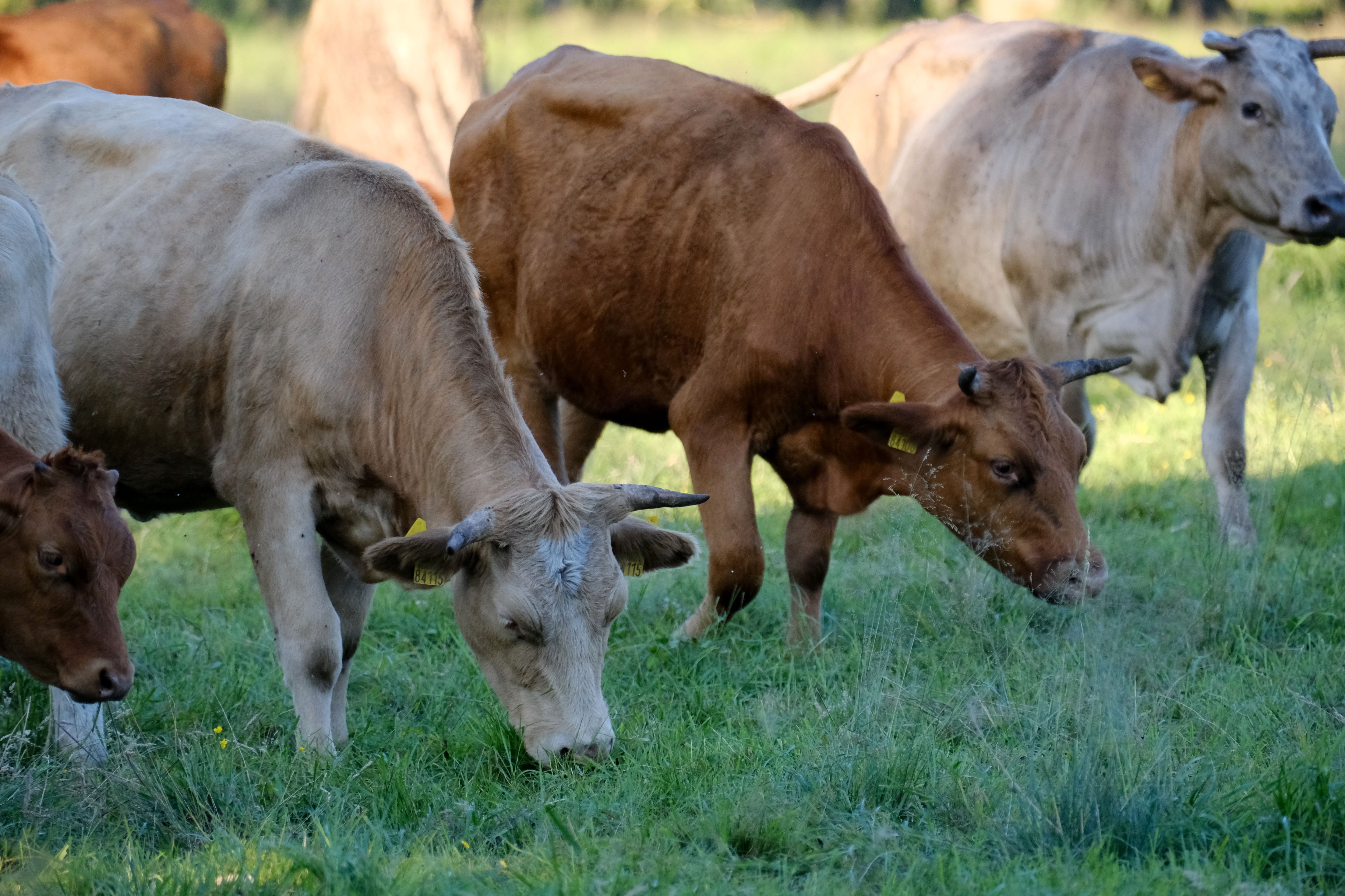 Cattle available for bulk order