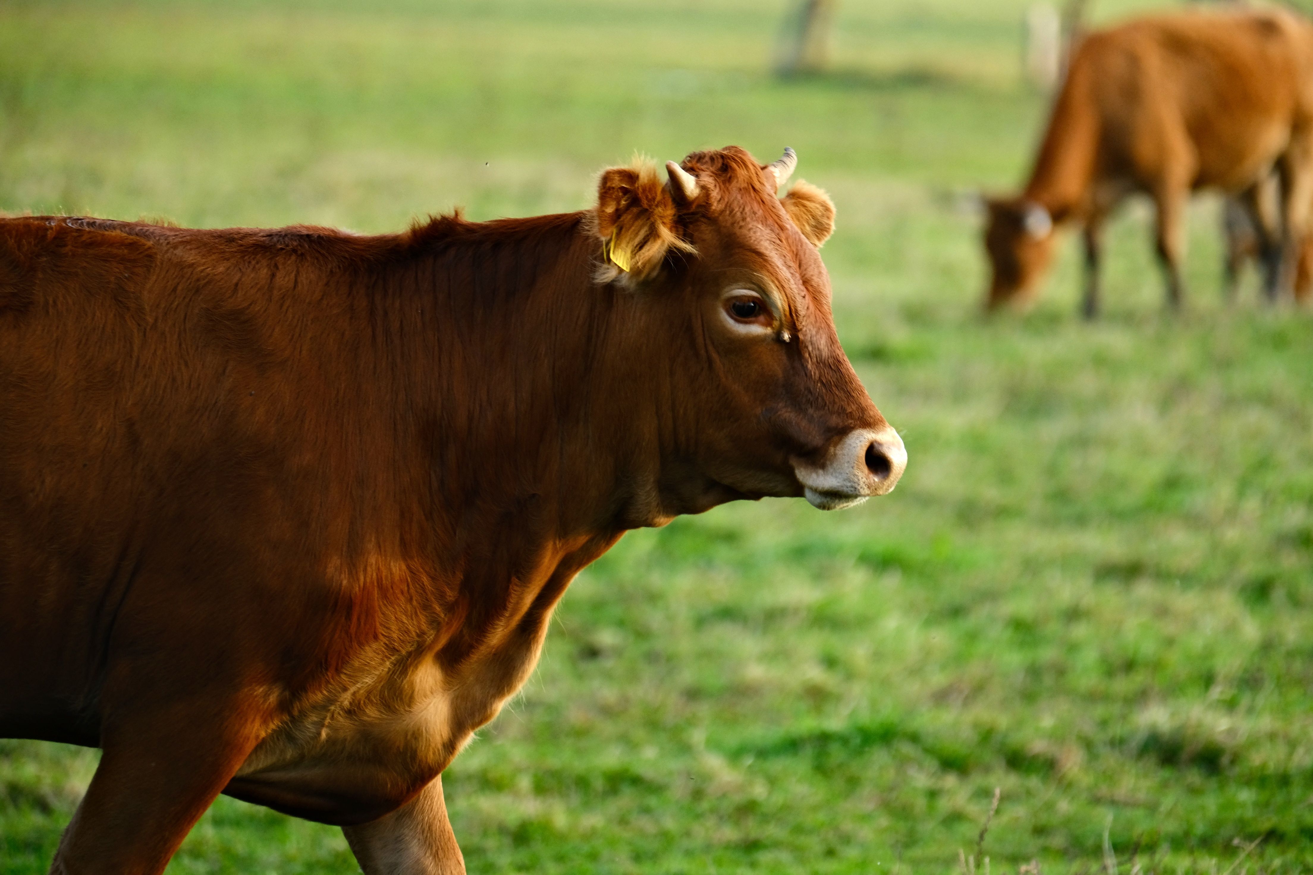 Cattle breed detail shot